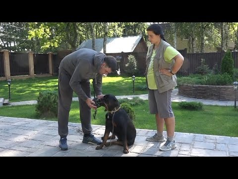 Видео: ДТ-22. Как приучить собаку к наморднику.