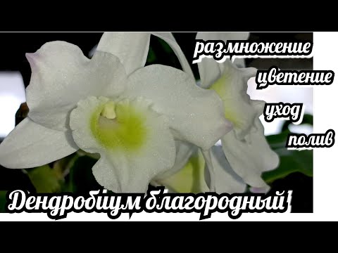 Видео: Самый простой способ размножения. Дендробиум благородный. Цветение 🌸 Уход