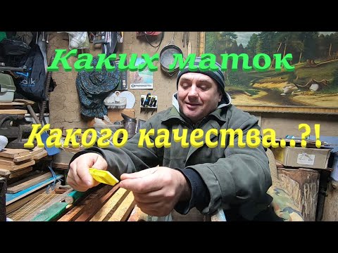 Видео: ✅ Каких МАТОК ПРОДАЮТ матководы! Честный отзыв покупателя! #пчеловодство1