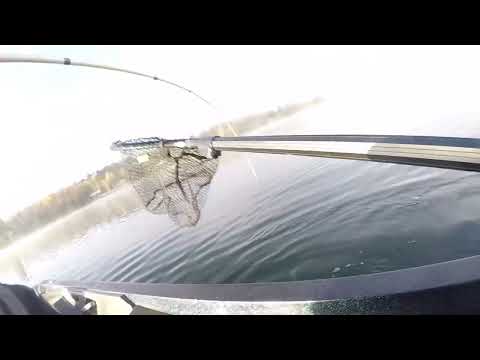 Видео: Озерная форель поздней осенью в Северном Вермонте