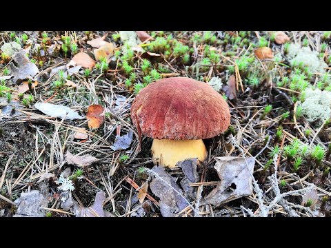 Видео: Грибник вышел на вечернюю тихую охоту за белыми грибами