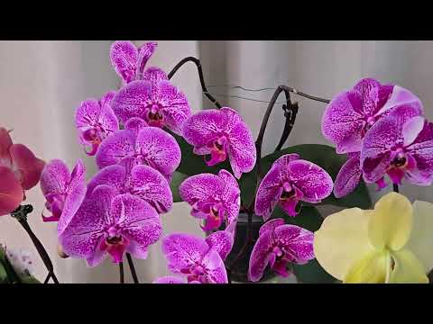 Видео: ФАЛЕНОПСИСЫ! Очередные новинки.