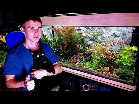Видео: Аквариум травник 200 литров без со2 и удобрений спустя месяц!