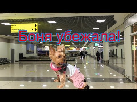 Видео: Боня потерялась в аэропорту! // Перелёт с собакой Бизнес-классом в Москву из Испании