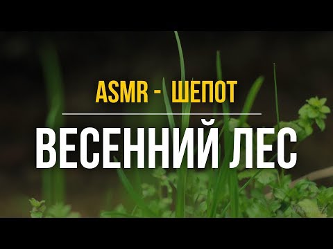Видео: АСМР шепот перед сном – Весенний лес #102