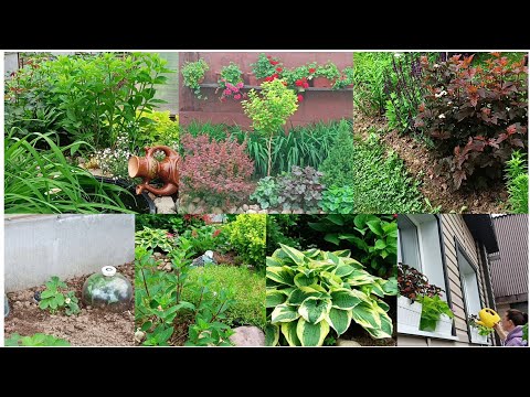 Видео: Садово-огородные хлопоты. Черенкую гортензии. что посадить? - надо в питомник! Прогулка по саду.