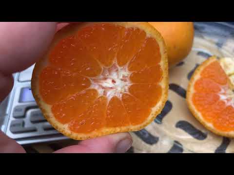 Видео: Мандарин Ковано Васе  в Киевской области