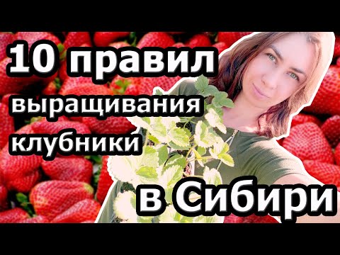 Видео: 10 правил выращивания клубники в Сибири