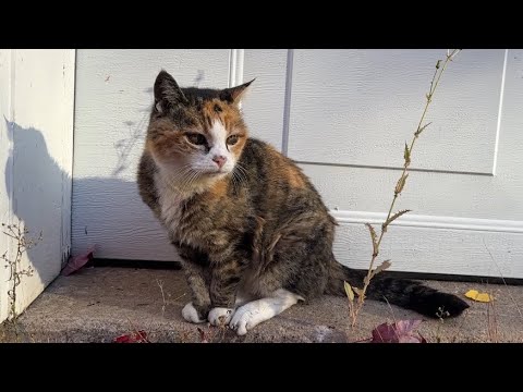 Видео: Мисс Маффи обожает природу 😸 Приключения пожилой кошки на свежем воздухе