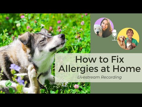 Видео: Как естественным образом избавить собаку от зуда: прямой эфир с Рэйчел Фусаро и доктором Джонсом