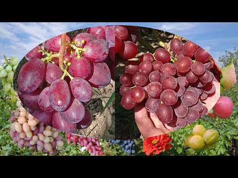 Видео: @Виноград Кузьмич і Фламія. Який краще продається