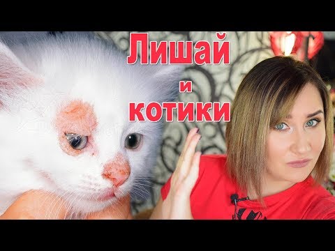 Видео: ЛИШАЙ У КОТА: КАК ЭТО БЫЛО? ЧЕМ ЛЕЧИТЬ И ЧТО ДЕЛАТЬ, ЧТОБЫ НЕ ЗАБОЛЕТЬ САМИМ
