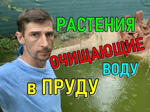 Видео: Как избавиться от цветения воды. Растения очищающие воду