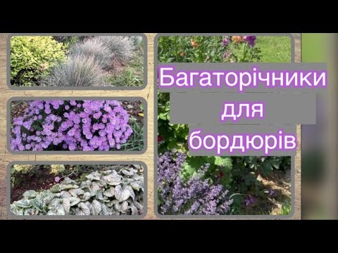 Видео: Декоративні, невибагливі, улюблені багаторічники для бордюрів 🌿🌿🌿🌿🌿🌿🌿