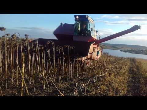 Видео: Комбаин Нива СК 5 М1. Уборка Подсолнуха 2017 35 ц-га Combine Niva SC5 Sunflower cleaning 35 centners