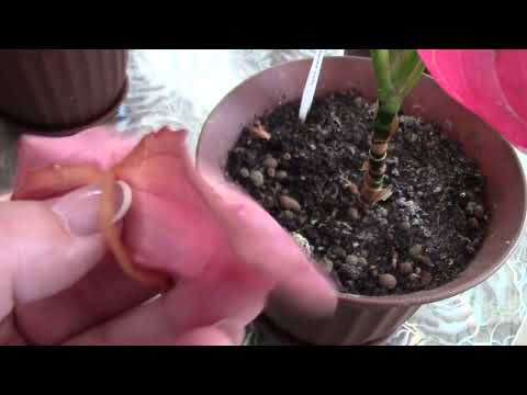 Видео: Аглаонема сбросила листья и корни, что делать.