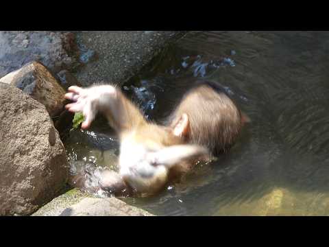 Видео: Захватывающая игра: Водные забавы и падения детёныша обезьяны / monpai monyet baby bibi monkey