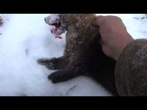 Видео: Охота на соболя 5 . Один в тайге.