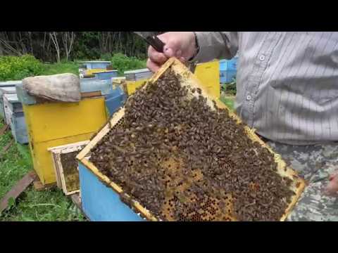 Видео: пропала матка - признаки и что делать.