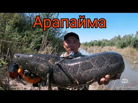 Видео: ОХОТА НА МОНСТРОВ С РОГАТКИ...
