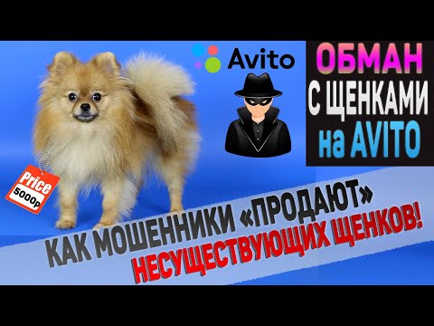 Видео: Обман на АВИТО! Как мошенники "продают" щенков и собак. Гениальная схема развода!