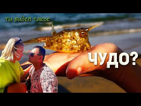 Видео: Рыбалка во Вьетнаме #food #vietnam #danang #ViệtNam