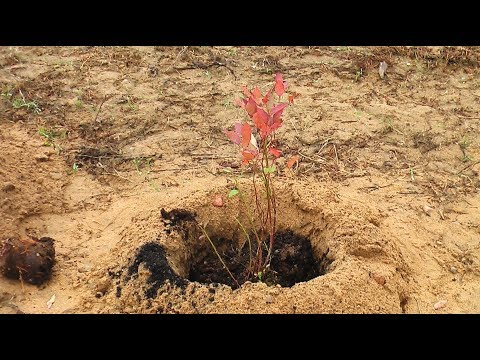 Видео: Как правильно приготовить посадочную яму для голубики