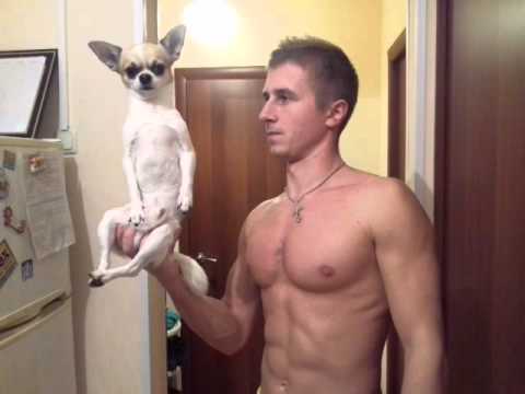 Видео: Чихуахуа Фунтик выполняет команды (Chihuahua Funtik executes commands)