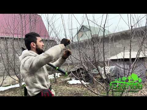 Видео: Алма дарагын кантип бутайбыз! формировка яблонии.