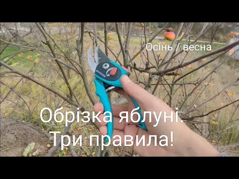 Видео: Обрізка яблуні. Три правила.