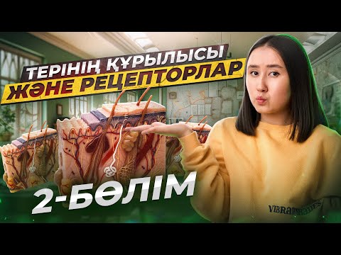 Видео: Терінің құрылысы және рецепторлар 2-бөлім | ҰБТ Биология