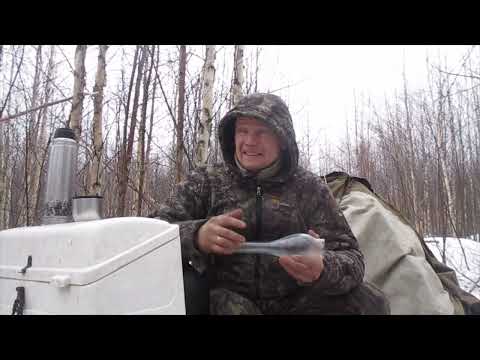 Видео: Ваба на волка. Спасение лайчатнику!