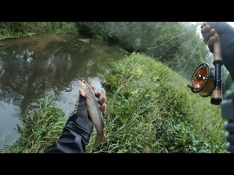 Видео: Форель на малых реках