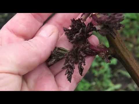 Видео: Весенняя ревизия ежевики 29 042024 год  по сортам результат зимовки