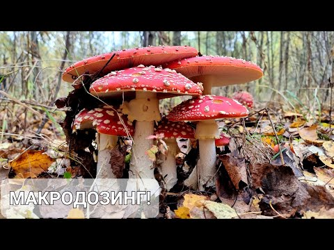 Видео: Неприметные грибы. Зачаровательный лес. Насобирала каких-то поганок, наснимала мухоморов
