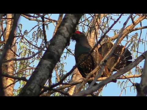 Видео: Глухариный ток