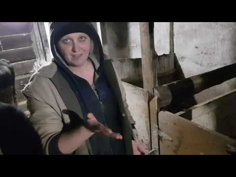 Видео: Доим корову аппаратом! Учимся пользоваться доильным аппаратом.