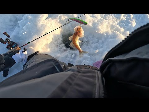 Видео: Морозный Камский Судак "ясли " 2024