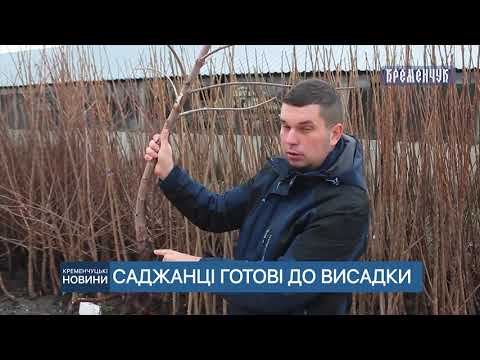 Видео: Осіння посадка плодових дерев: на що варто звернути увагу. Поради фахівців