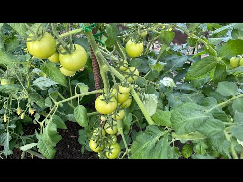 Видео: СЕКРЕТЫ ВЫРАЩИВАНИЯ ТОМАТОВ! УХОД, ФОРМИРОВКА И ПОДКОРМКИ!