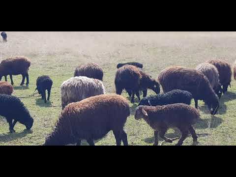 Видео: Овцы на пастбище, и немного о весенней вакцинации.