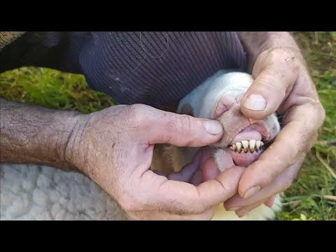 Видео: Ответы на вопросы подписчиков.