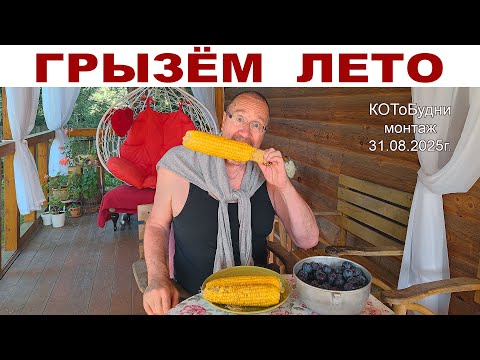 Видео: КОТоБудни из Конца Лета, 31.08.2025г.
