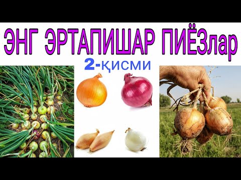 Видео: ЭНГ ЭРТПИШАР ПИЁЗ хақида маълумотлар №2