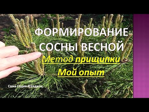 Видео: Формирование сосны весной. Метод прищипки.