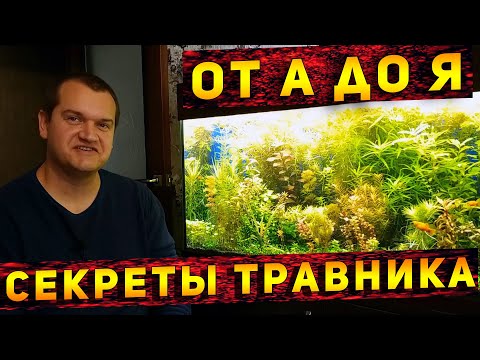 Видео: Детальный обзор  по содержанию аквариума травника от Артема и немного о перезапуске!