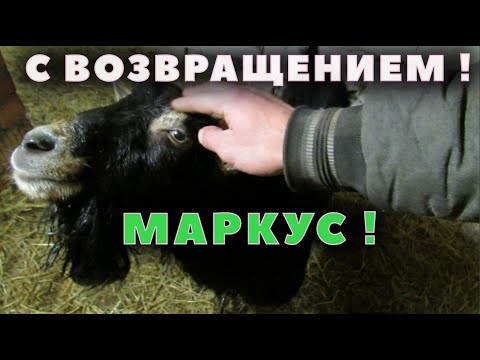Видео: Маркус вернулся!