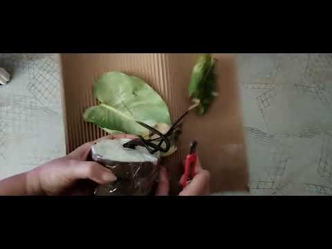 Видео: От радости до печали. Распаковка 😩