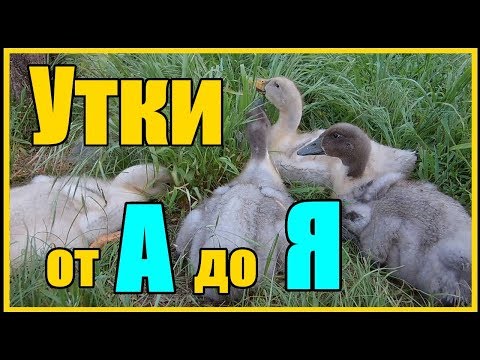 Видео: Выращивание уток от А до Я / Утки Голубой фаворит 60 дней вес 3.6 кг
