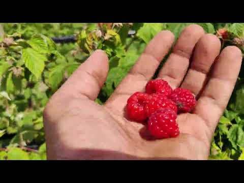 Видео: малина квели на 31 мая 2023